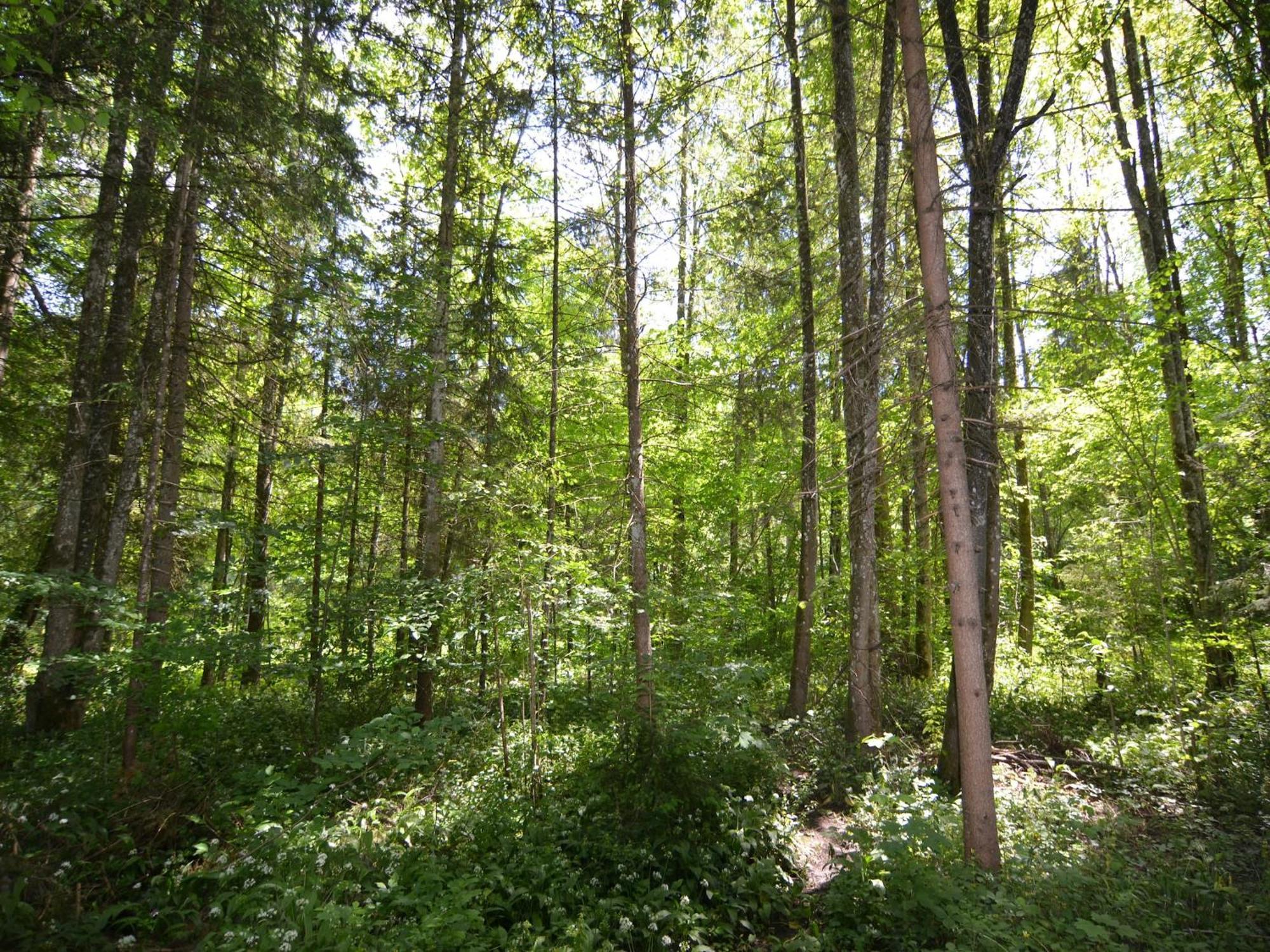 Apartment With Balcony In Schoenau Am Koenigssee 외부 사진